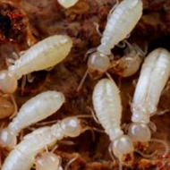 如何科學防治,白蟻頻頻出沒