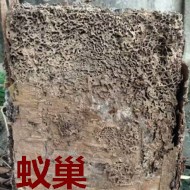 別墅墻體挖出超大白蟻巢!!!