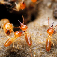春雨綿綿,馬上又要進入到白蟻紛飛高發時期